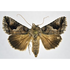 /filer/webapps/moths/media/images/P/petraea_Vittaplusia_AF_NHMO.jpg