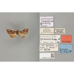 /filer/webapps/moths/media/images/I/ignescens_Plusia_PTM_BMNH_01a.jpg