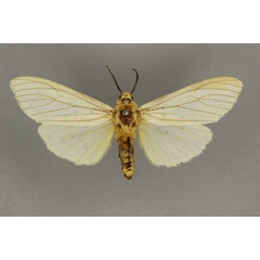 /filer/webapps/moths/media/images/G/grammiphlebia_Amsacta_HT_BMNH.jpg
