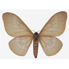 /filer/webapps/moths/media/images/F/forda_Cirina_AF_Basquinb.jpg