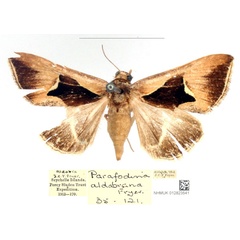 /filer/webapps/moths/media/images/A/aldabrana_Fodina_STF_BMNH_KMAN19E.jpg