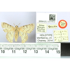 /filer/webapps/moths/media/images/A/austrina_Pingasa_HT_BMNH.jpg