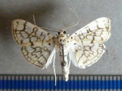 /filer/webapps/moths/media/images/D/derogata_Haritalodes_A_Goff.jpg
