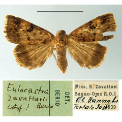 /filer/webapps/moths/media/images/Z/zavattarii_Eulocastra_PT_MSNM.jpg