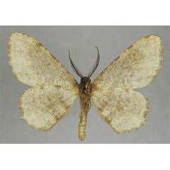 /filer/webapps/moths/media/images/T/transponenda_Hypomecis_HT_ZSMb.jpg