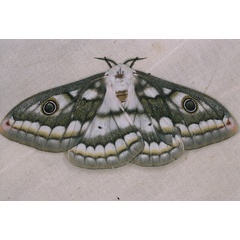 /filer/webapps/moths/media/images/B/bioculata_Heniocha_A_Roland_03.jpg