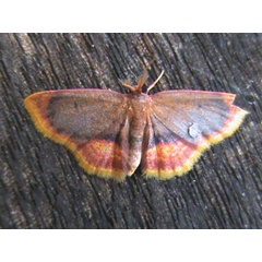 /filer/webapps/moths/media/images/N/nigribasalis_Chrysocraspeda_A_Guyonnet.jpg