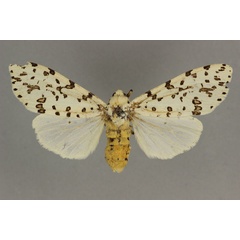 /filer/webapps/moths/media/images/M/macularia_Alpenus_LT_BMNH.jpg