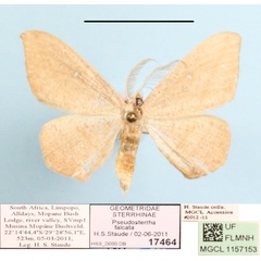 /filer/webapps/moths/media/images/F/falcata_Traminda_A_MGCL_01.jpeg