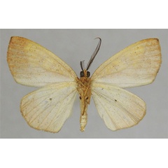 /filer/webapps/moths/media/images/N/neophronaria_Oaracta_AM_ZSMb.jpg