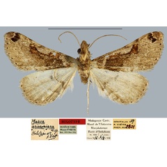 /filer/webapps/moths/media/images/G/griseonigralis_Marca_HT_MNHN.jpg