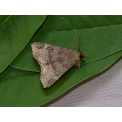/filer/webapps/moths/media/images/P/pectinicornis_Euheterospila_AM_Goff_01.JPG