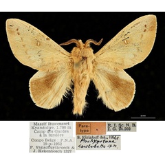 /filer/webapps/moths/media/images/C/custodella_Pachymetana_PTM_RBINSa.jpg