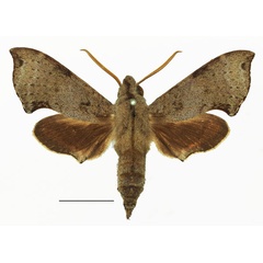 /filer/webapps/moths/media/images/G/grandidieri_Temnora_AM_Basquina.jpg