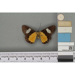 /filer/webapps/moths/media/images/C/caecata_Rothia_HT_BMNHb.jpg