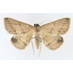 /filer/webapps/moths/media/images/S/stictigramma_Gesonia_AF_TMSA_01.jpg