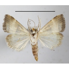 /filer/webapps/moths/media/images/B/bipartita_Pseudozarba_A_MGCLb_01.JPG