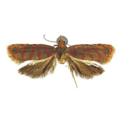 /filer/webapps/moths/media/images/C/chorogiae_Paraccra_HT_RMCA.jpg