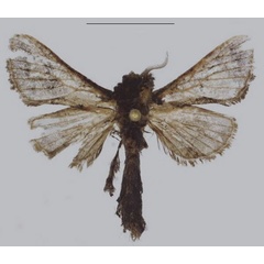 /filer/webapps/moths/media/images/T/tropeki_Sineviella_PTM_ANHRT_02.jpg
