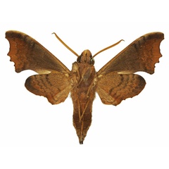 /filer/webapps/moths/media/images/P/palpalis_Temnora_AM_Basquinb.jpg
