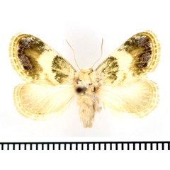 /filer/webapps/moths/media/images/S/soluta_Niphadolepis_AF_BMNH_02.jpg