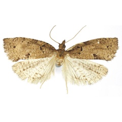 /filer/webapps/moths/media/images/P/pachyluncus_Pachyluncaria_PT_RMCA.jpg