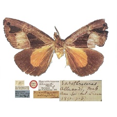 /filer/webapps/moths/media/images/A/alluaudi_Sarothroceras_HT_NHMUK.jpg