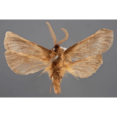/filer/webapps/moths/media/images/A/alticola_Gorgopis_HT_MfNb.jpg