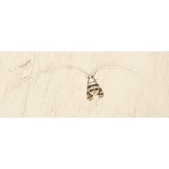 /filer/webapps/moths/media/images/W/wahlbergi_Ceromitia_A_Heyns_03.jpg
