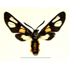 /filer/webapps/moths/media/images/B/burtti_Ceryx_AF_deFreina.jpg