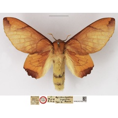 /filer/webapps/moths/media/images/S/superba_Opisthodontia_HT_NHMUK.jpg