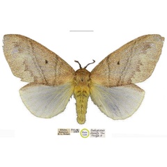 /filer/webapps/moths/media/images/I/irrorata_Gastroplakaeis_PTF_NHMUK.jpg