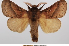 Bombycopsis capicola
