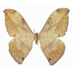 /filer/webapps/moths/media/images/A/adaurata_Pselaphelia_PTM_Basquinb.jpg