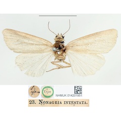 /filer/webapps/moths/media/images/I/intestata_Nonagria_HT_BMNH.jpg
