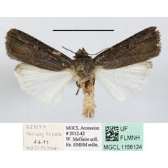/filer/webapps/moths/media/images/G/griseofusca_Amazonides_A_MGCLa_01.JPG