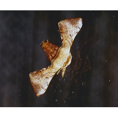 /filer/webapps/moths/media/images/F/ficicola_Racinoa_A_Roland_01.jpg