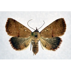 /filer/webapps/moths/media/images/D/duplicalis_Phytometra_A_NHM0_01.jpg