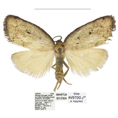 /filer/webapps/moths/media/images/M/mandibula_Spatulosia_HT_ANHRT.jpg