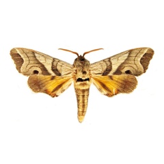 /filer/webapps/moths/media/images/T/teteforti_Gynoeryx_PT_MNHN.jpg