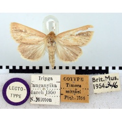 /filer/webapps/moths/media/images/M/mittoni_Timora_LT_BMNH.jpg