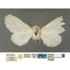 /filer/webapps/moths/media/images/J/jordani_Beralade_PTF_NHMUK_02.jpg