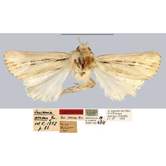 /filer/webapps/moths/media/images/A/amens_Leucania_LT_MNHN.jpg