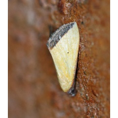 /filer/webapps/moths/media/images/S/subflavalis_Phytometra_A_Voaden.jpg