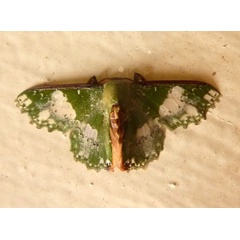 /filer/webapps/moths/media/images/P/perornata_Victoria_A_Hancock.jpg