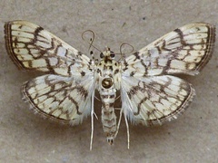 /filer/webapps/moths/media/images/D/derogata_Haritalodes_A_Butler.jpg