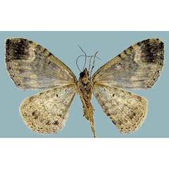 /filer/webapps/moths/media/images/B/bergeri_Mimoclystia_AF_ZSMb.jpg