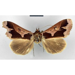 /filer/webapps/moths/media/images/L/ligulifera_Euminucia_HT_ZMHB.jpg
