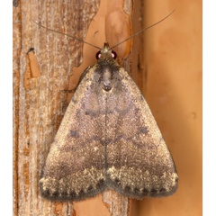 /filer/webapps/moths/media/images/N/Nodaria_nodosalis_lat-26_499441_lon28_339979_2015-12-05_21377.jpg