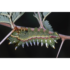 /filer/webapps/moths/media/images/M/maja_Gynanisa_C_Roland_01.jpg